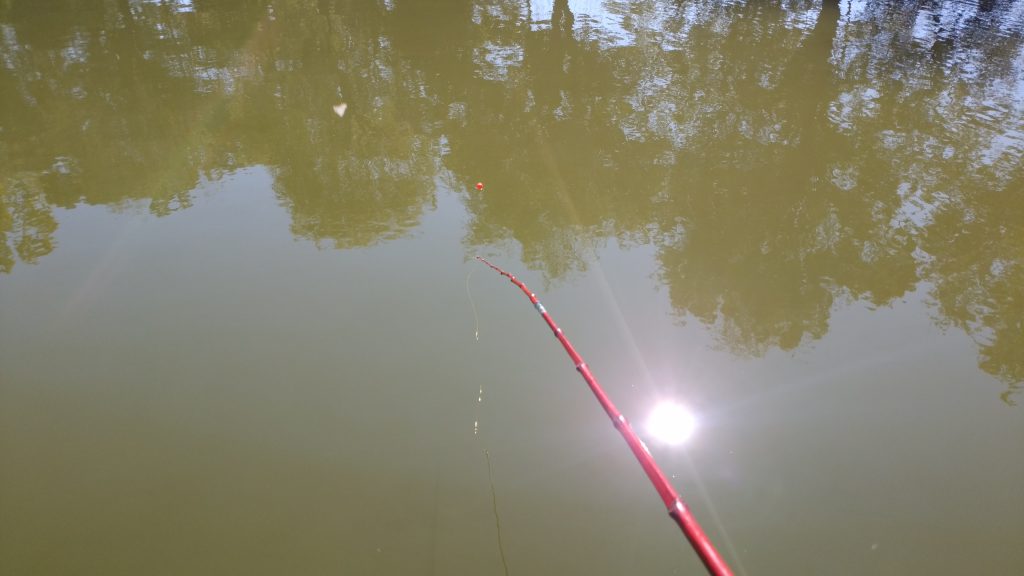 池でのザリガニ釣り