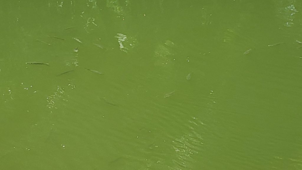 仙台堀川公園のデスメロン色の池