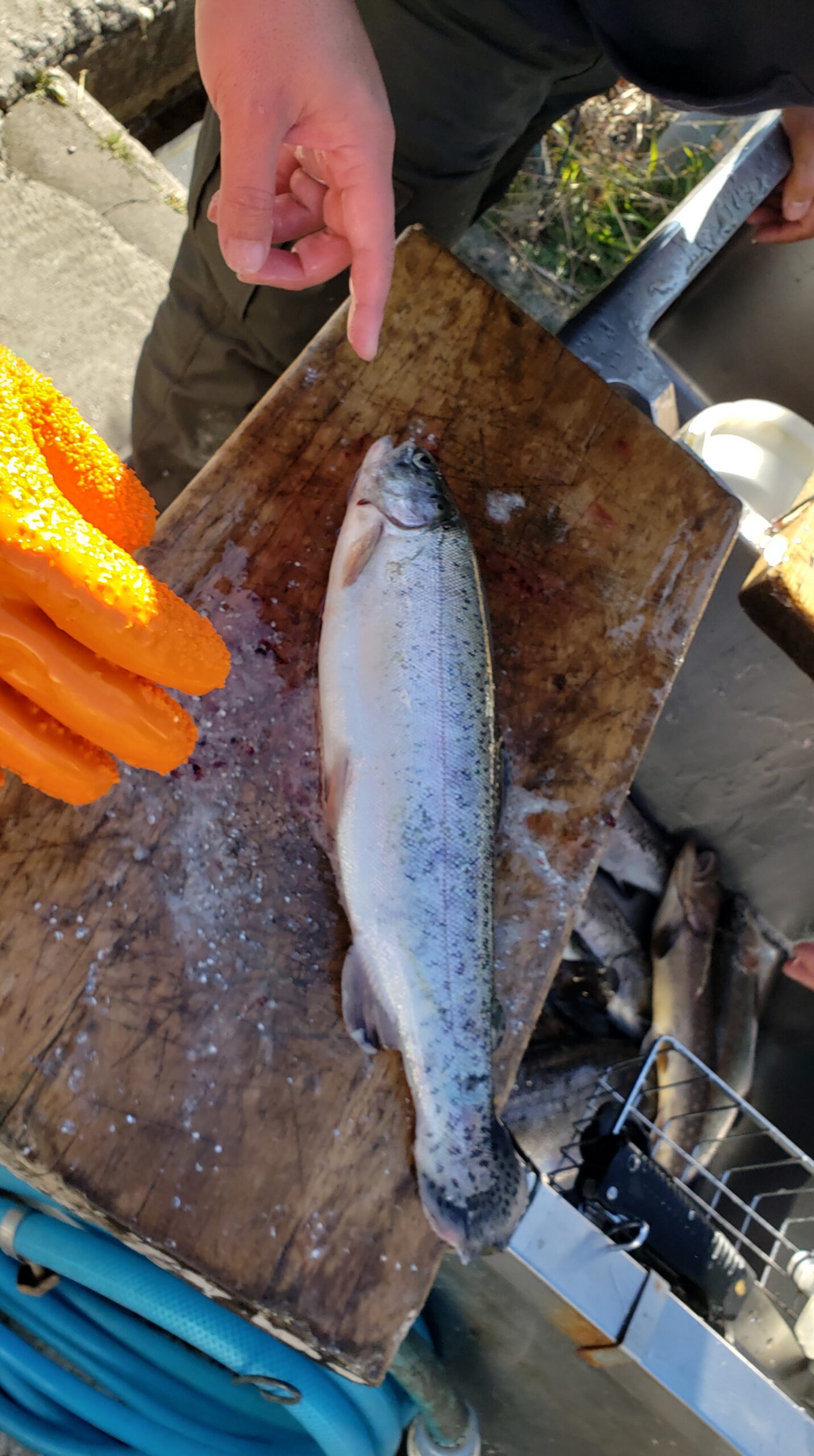 ダイソーで冬の捌き場で大活躍のアイテム 鱗取りグローブ を発見 貧乏釣り部員五時レンジャー