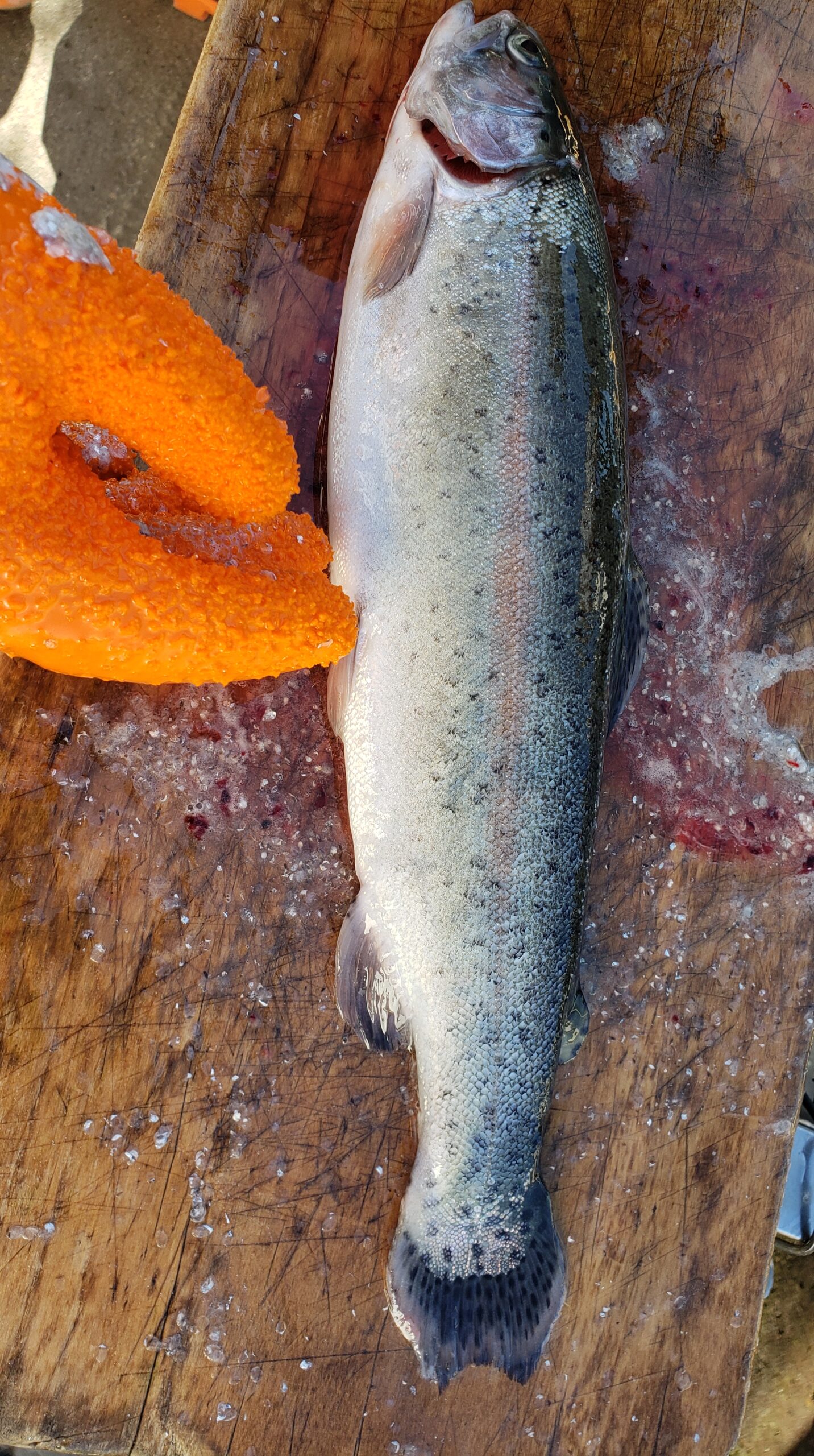 ダイソーで冬の捌き場で大活躍のアイテム 鱗取りグローブ を発見 貧乏釣り部員五時レンジャー
